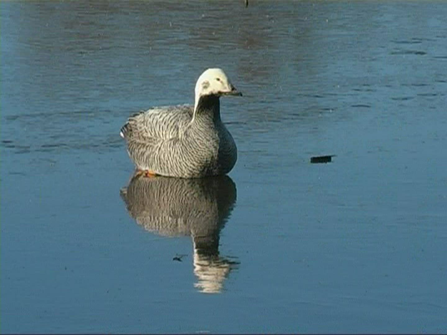 704296577 / Bird / Ice / Lake / Germany