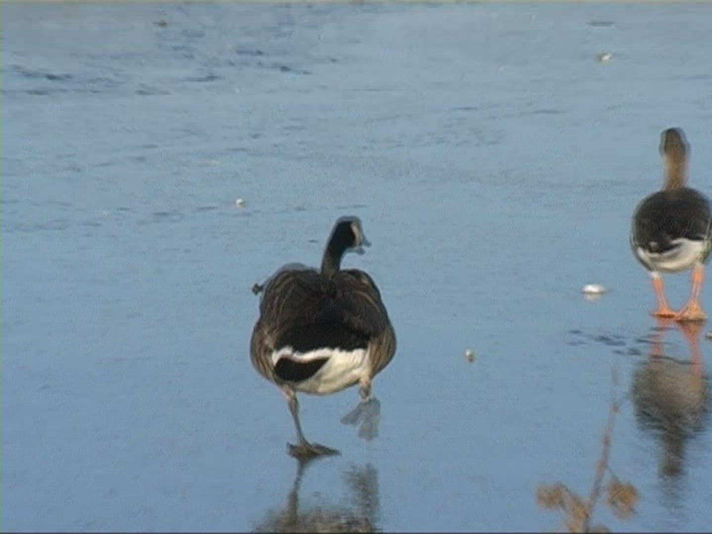216202591 / Bird / Ice / Lake / Germany