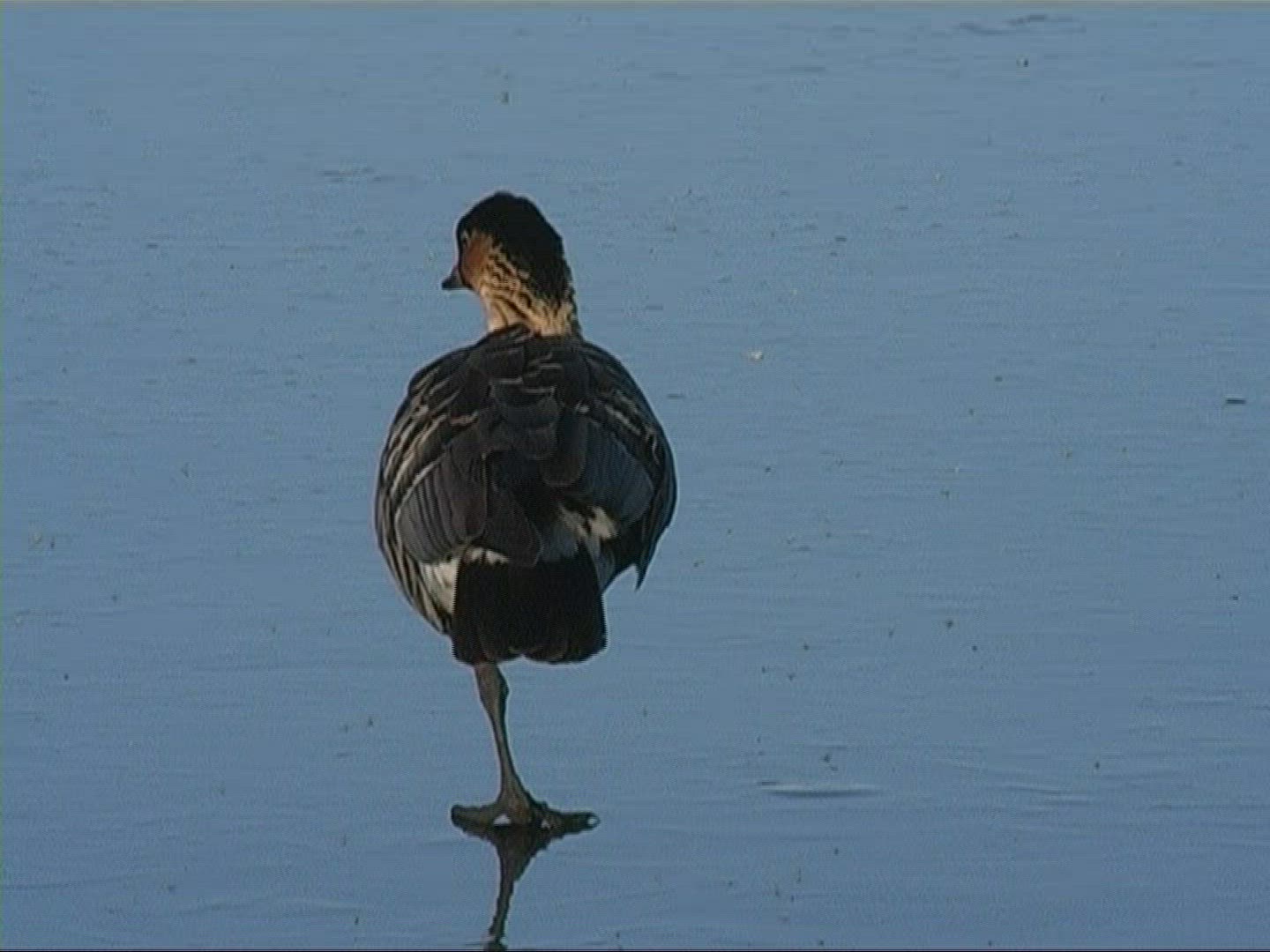 564513331 / Bird / Ice / Lake / Germany