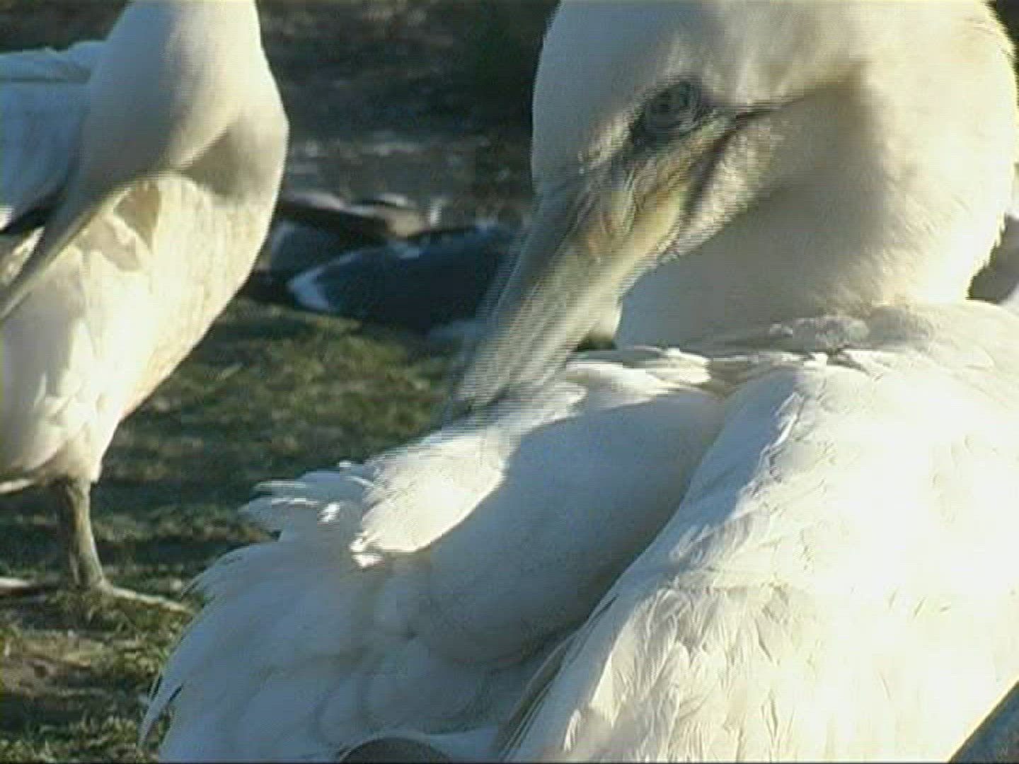 459804374 / Bird / Germany