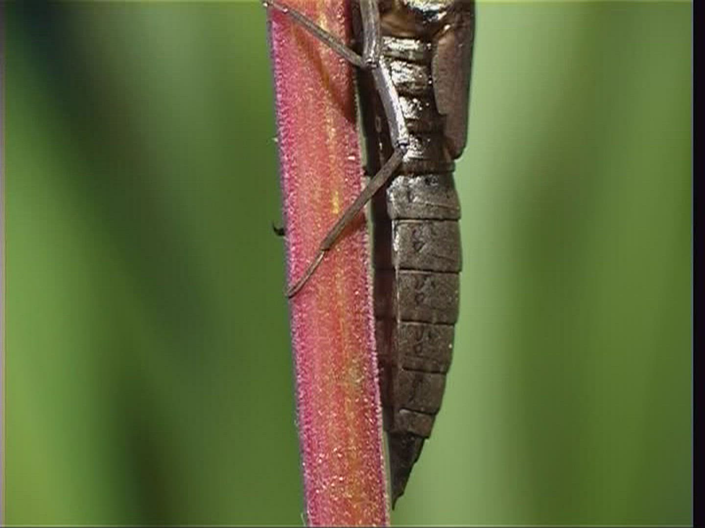 689492182 / Larva / Stipe / Hawker