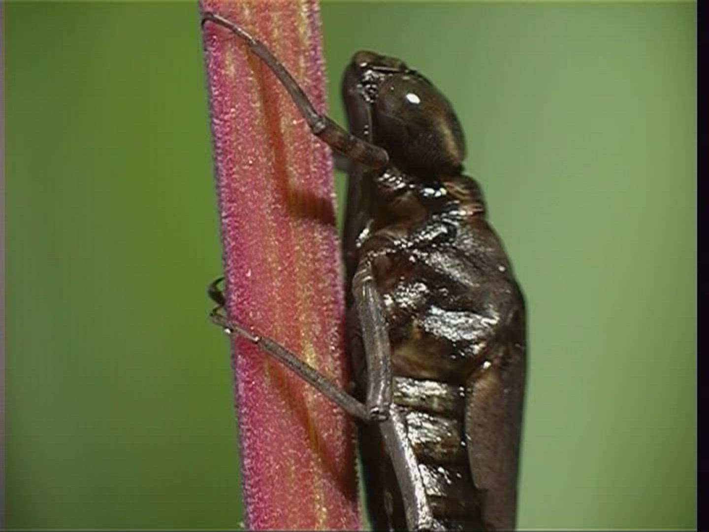 652100151 / Larva / Stipe / Hawker