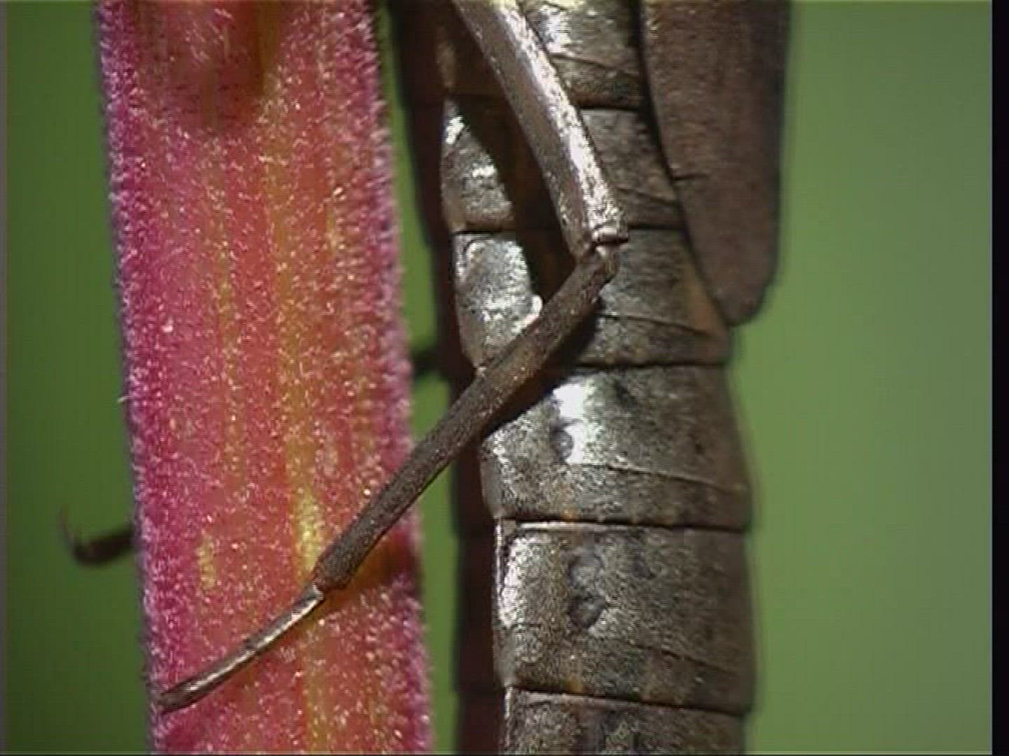 593990212 / Larva / Stipe / Hawker