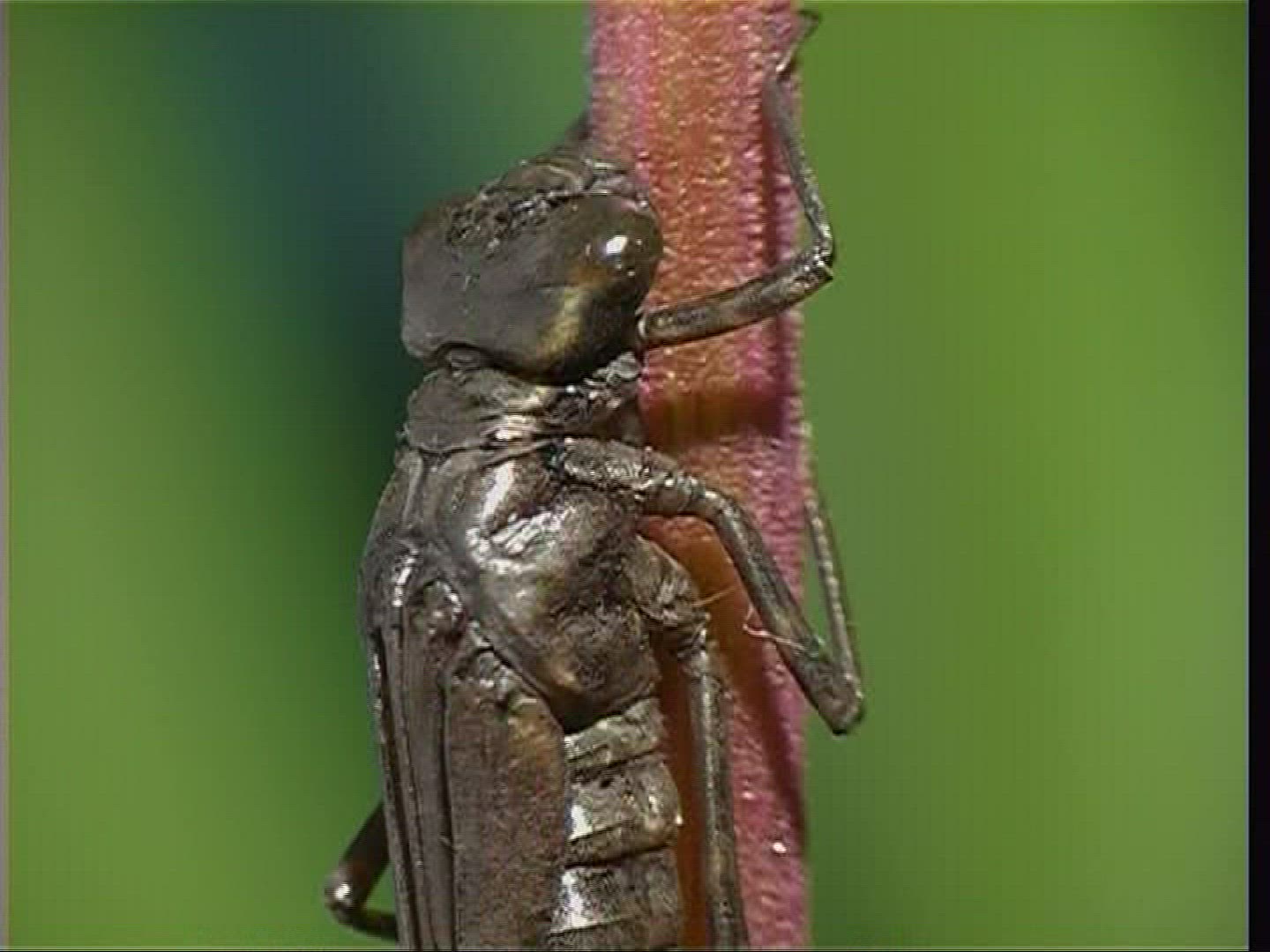 956941708 / Larva / Stipe / Hawker
