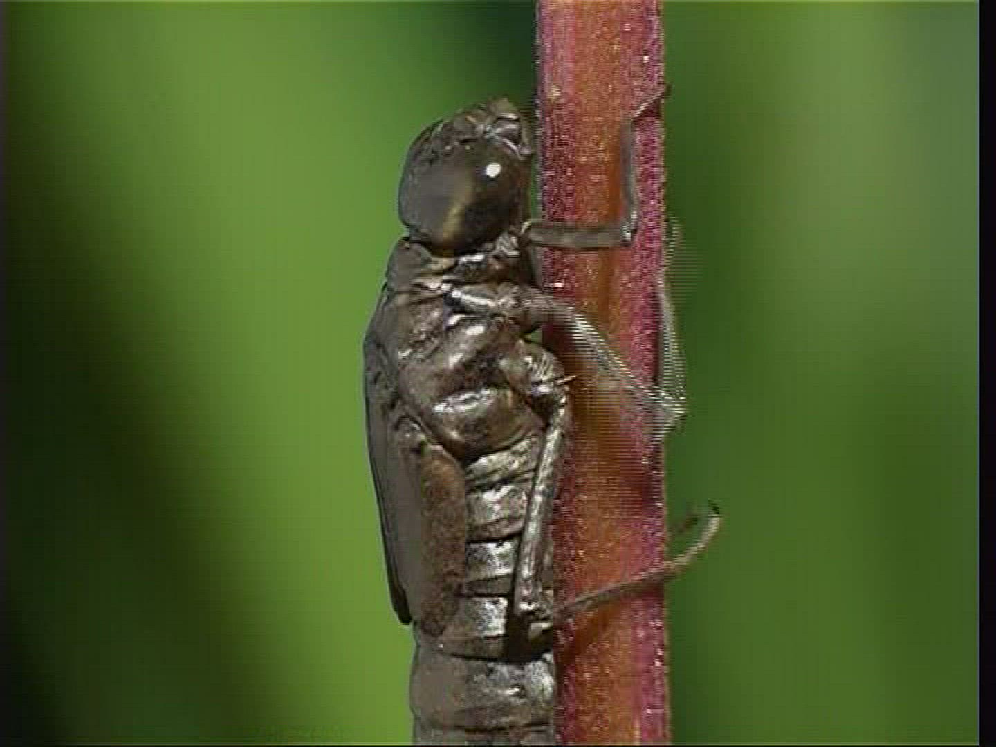 488992077 / Larva / Stipe / Hawker