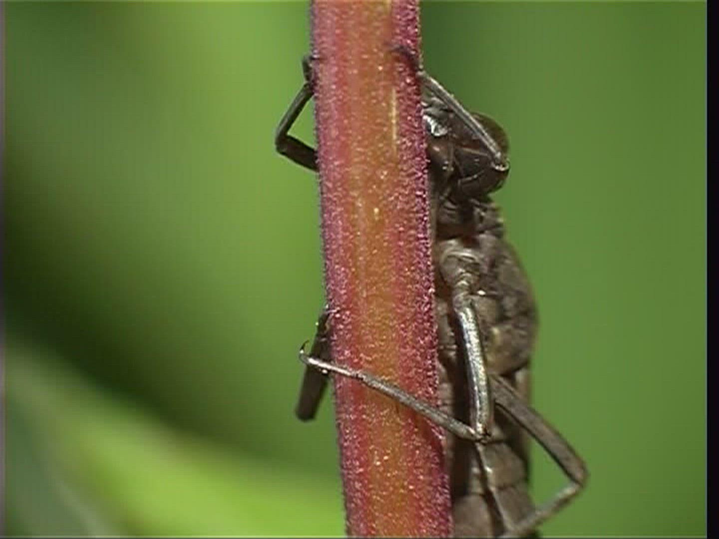 778396766 / Larva / Stipe / Hawker