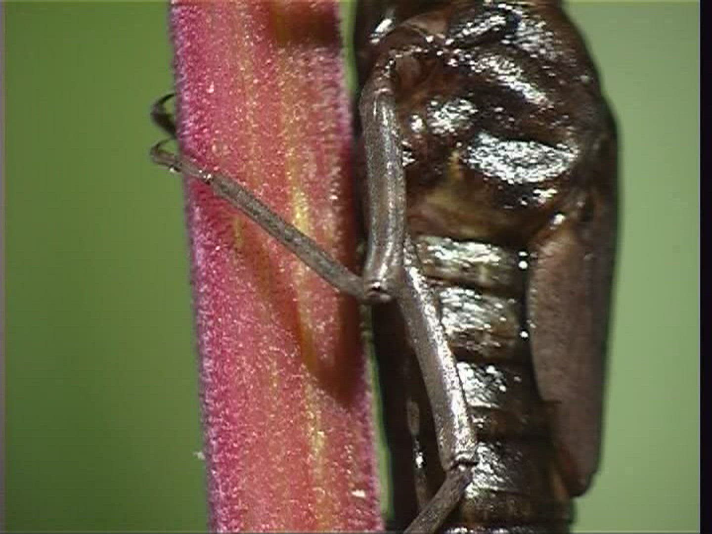 696528114 / Larva / Stipe / Hawker