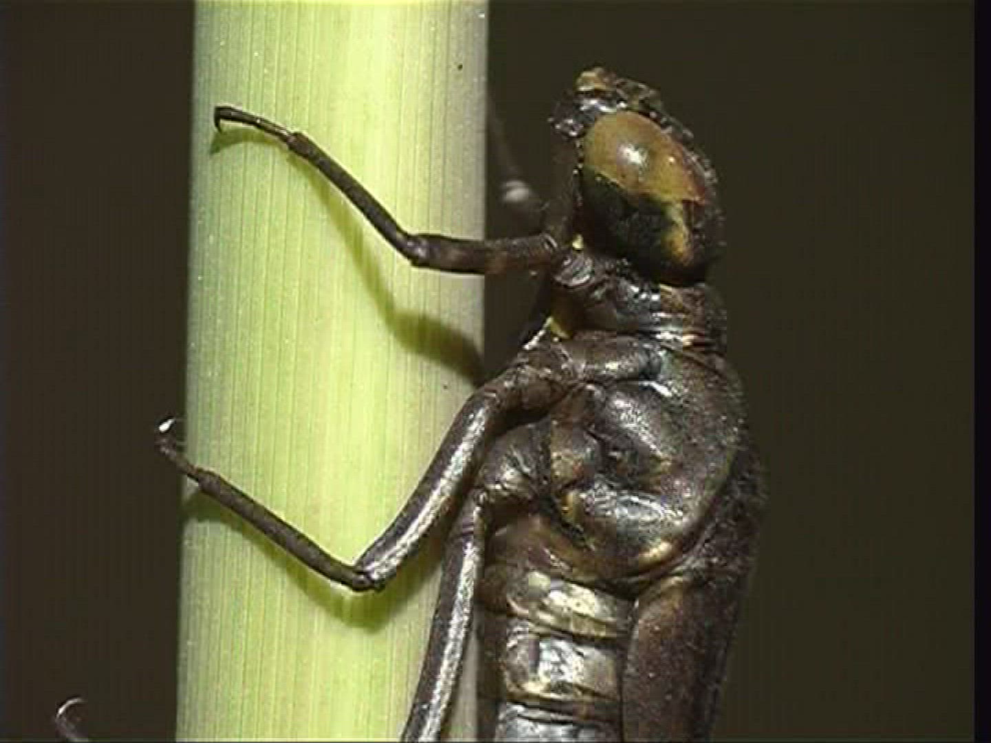 932721856 / Larva / Stipe / Hawker