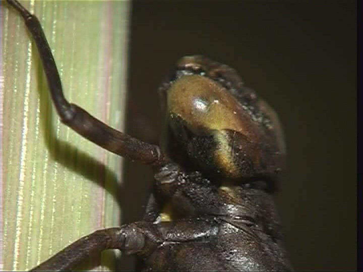 145119557 / Larva / Stipe / Hawker