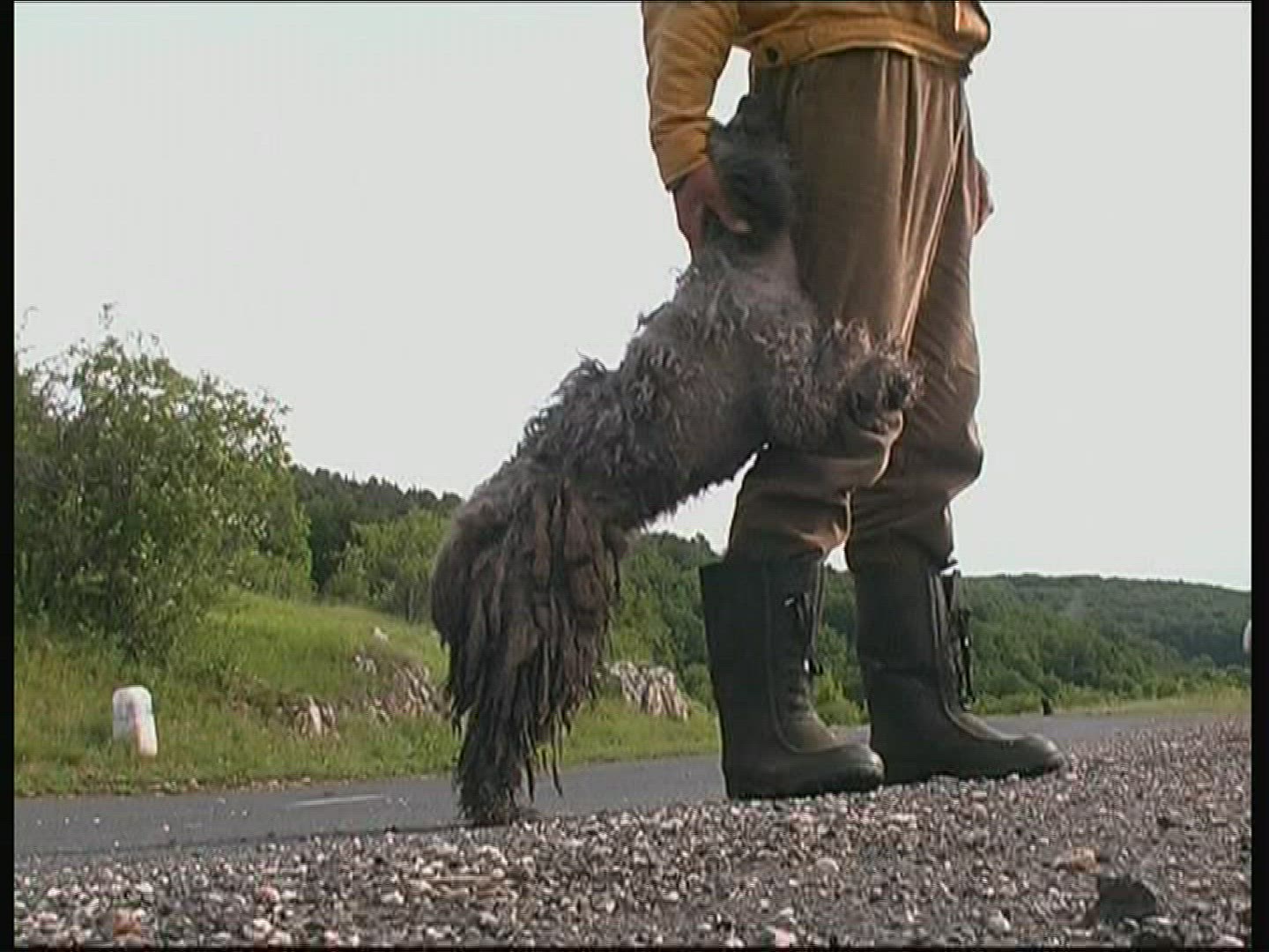 697796109 / Dog / National Park / Hungary