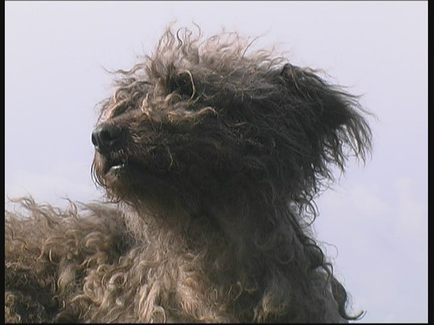 100561202 / Dog / National Park / Hungary