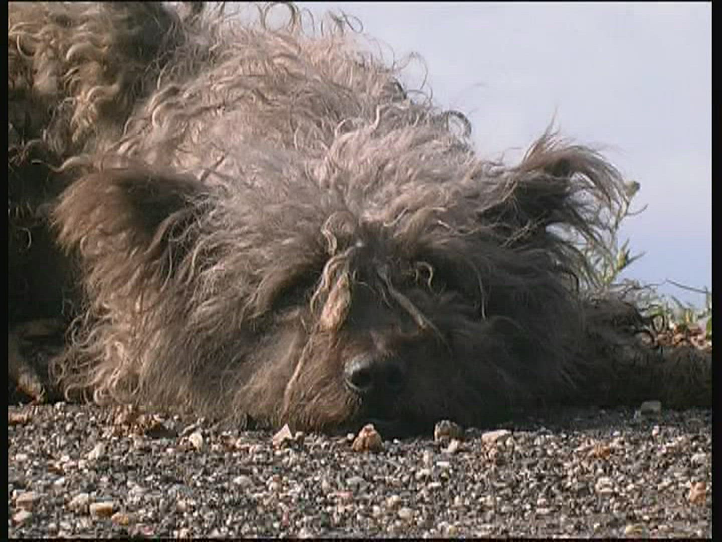 870178866 / Dog / National Park / Hungary