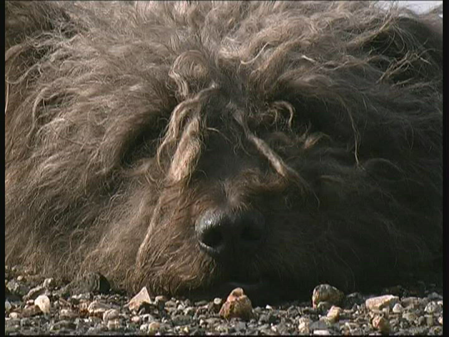 432695898 / Dog / National Park / Hungary