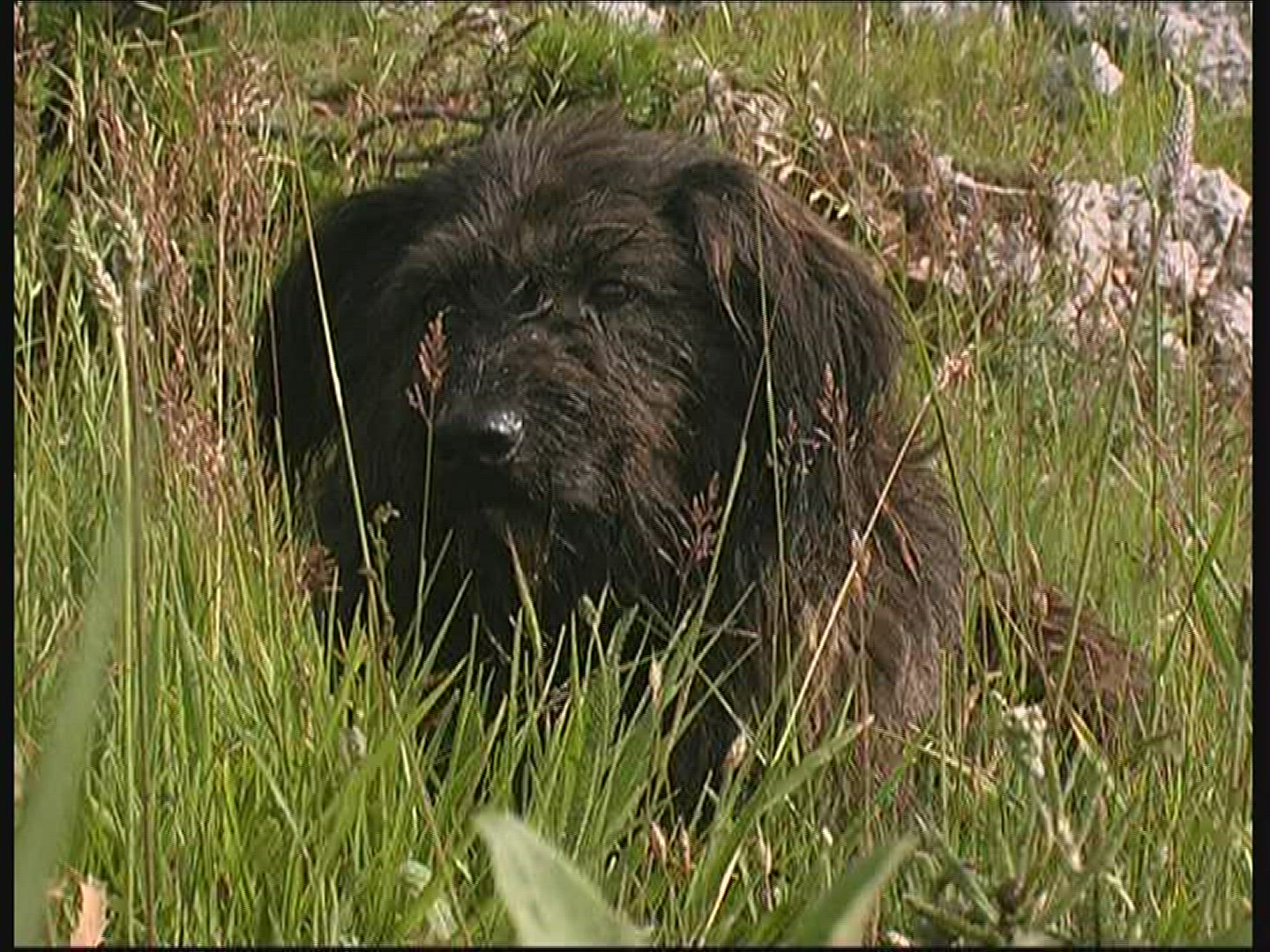 747650283 / Dog / National Park / Hungary