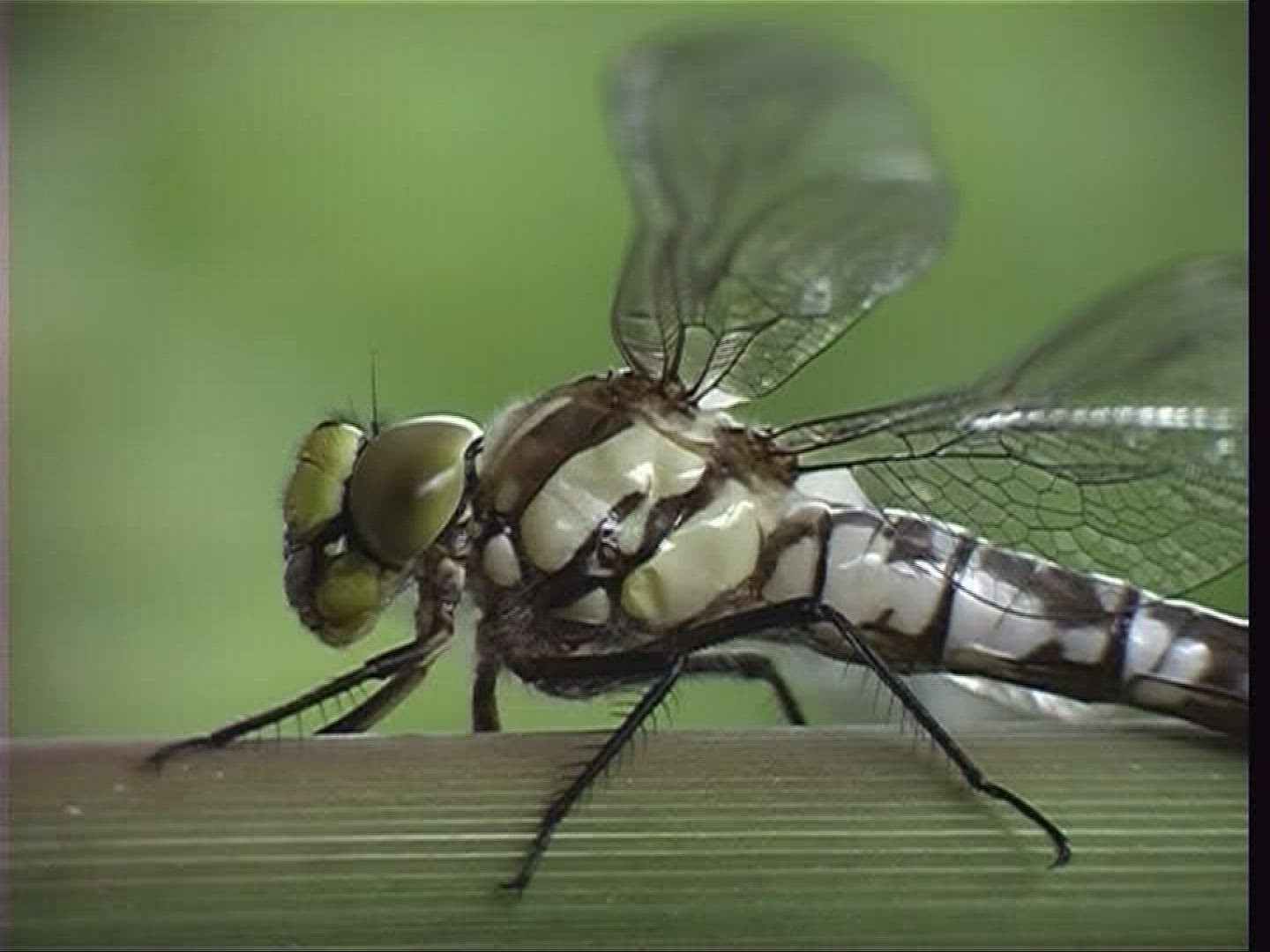 122546250 / Stipe / Hawker