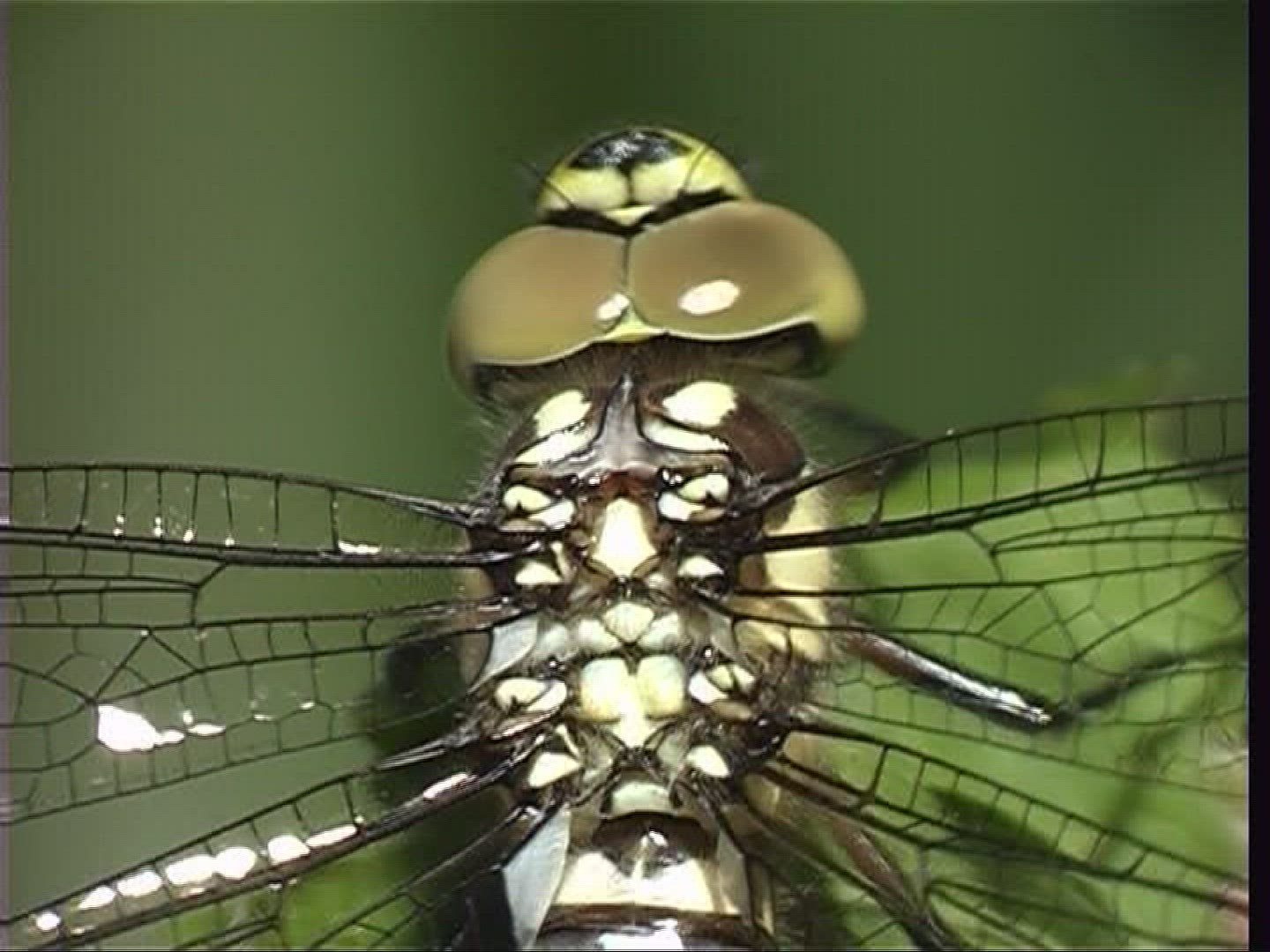 375022517 / Breast / Hawker