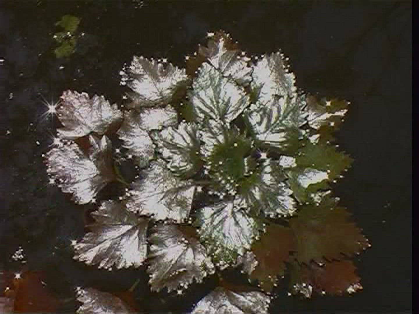 435821509 / Water Chestnut / Water Surface / Tisza / Hungary