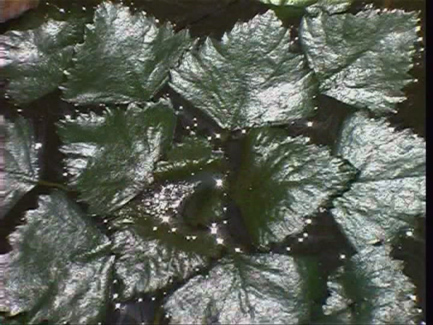 983729694 / Water Chestnut / Water Surface / Tisza / Hungary