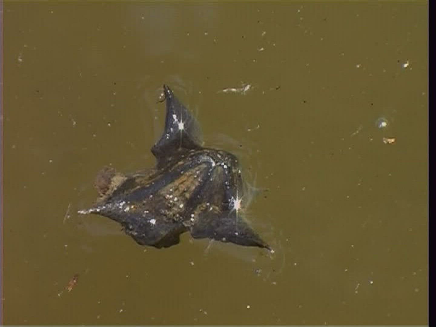 627519941 / Water Chestnut / Water Surface / Tisza / Hungary