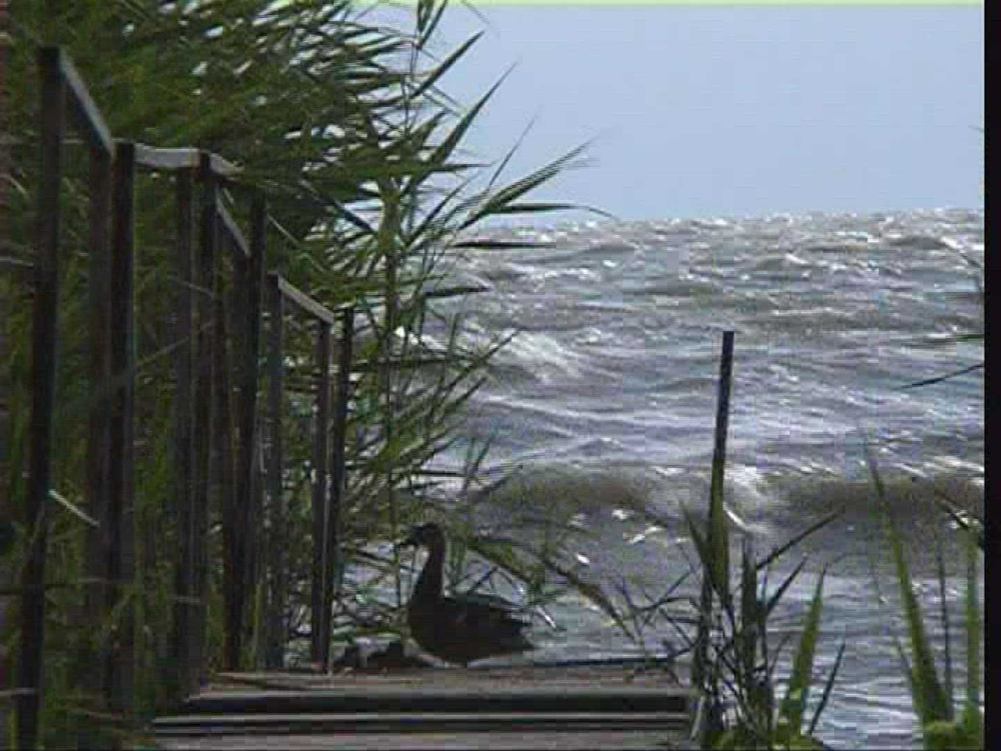 882879210 / Landscape / Wind / Lake Balaton / Hungary