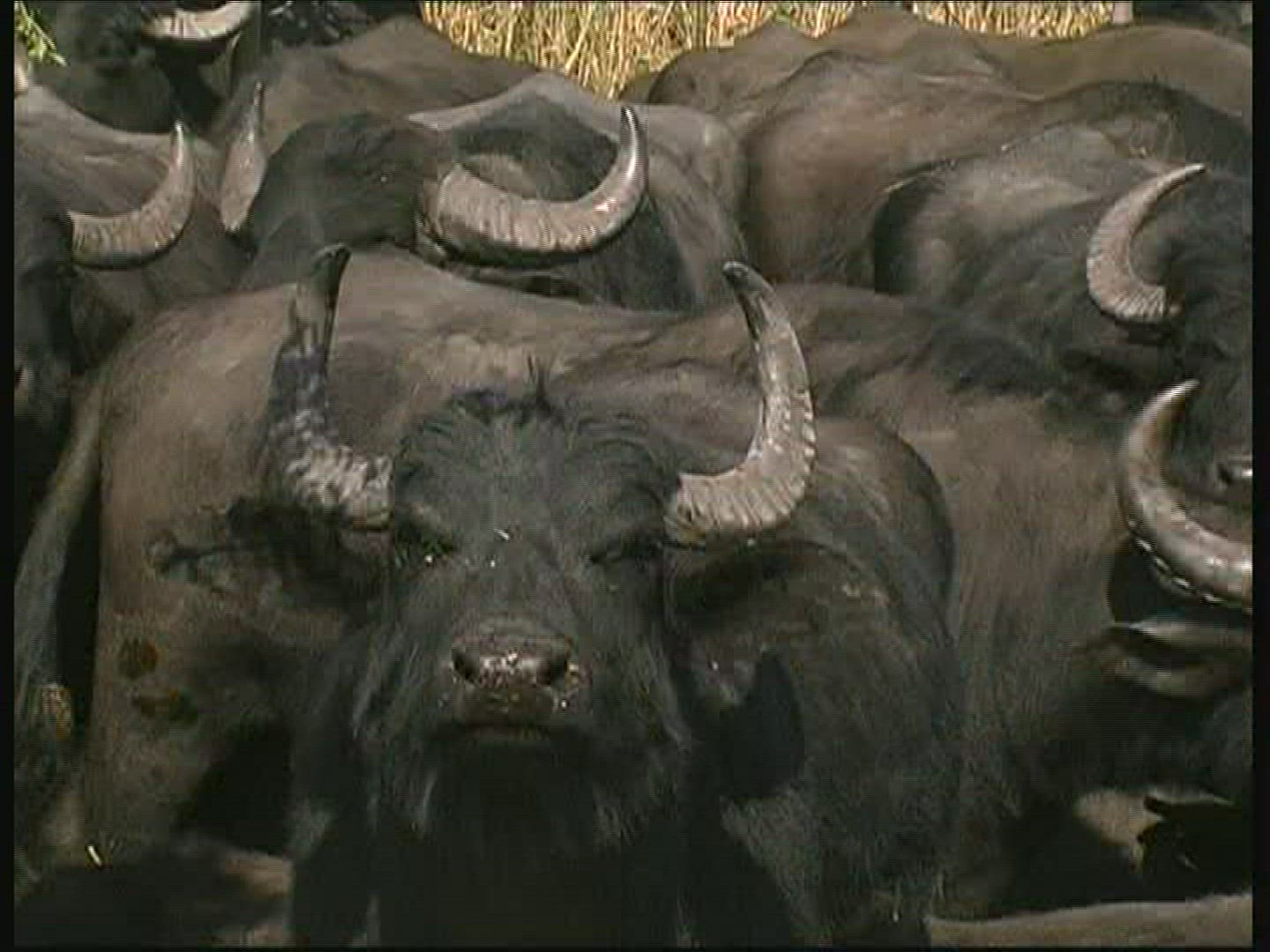 230537983 / Water Buffalo / Neunbogen Bridge / Hungary