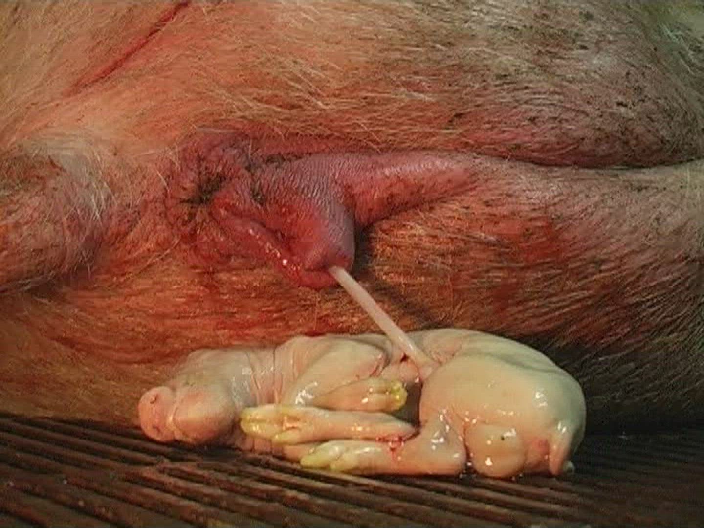 191250884 / Domestic Pig / Birth / Mid Europe