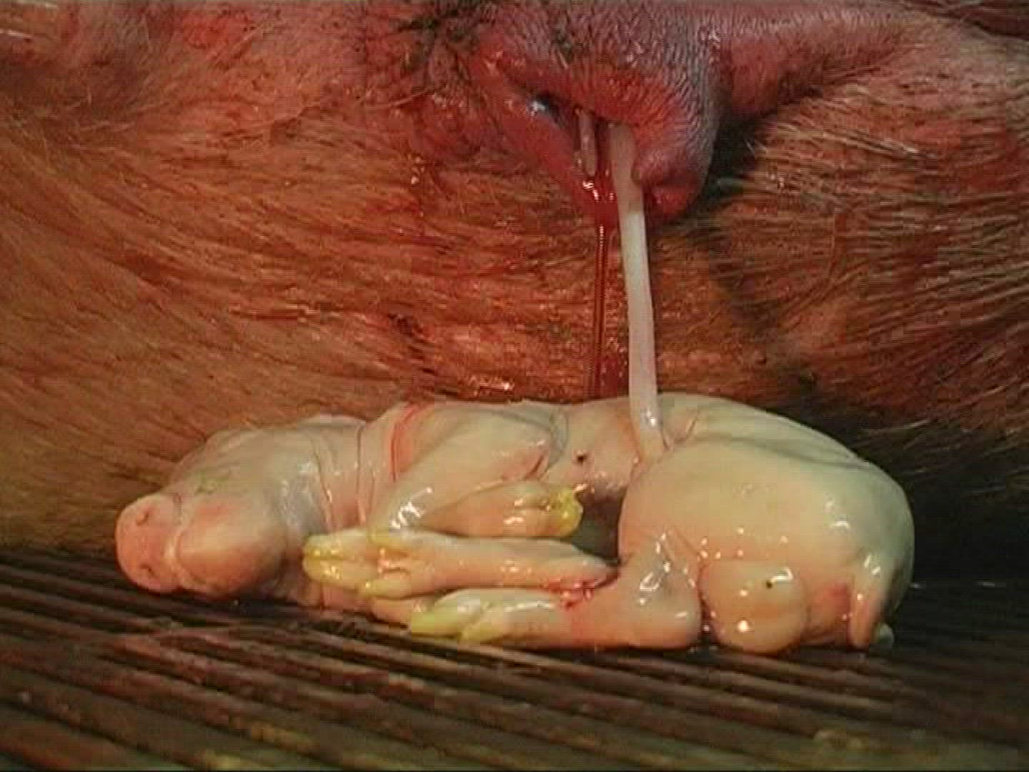 880238312 / Domestic Pig / Birth / Mid Europe