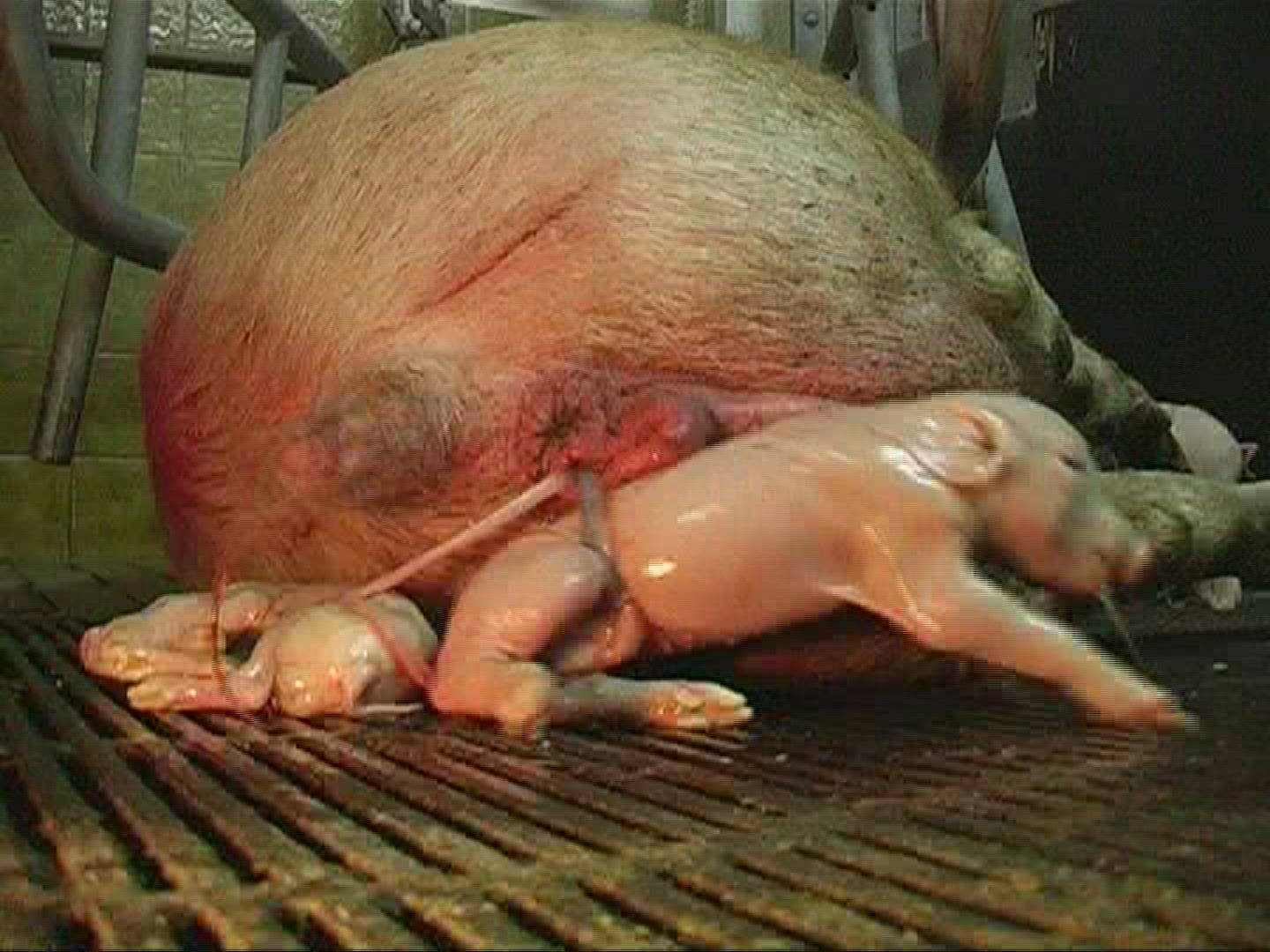 660359102 / Domestic Pig / Birth / Mid Europe