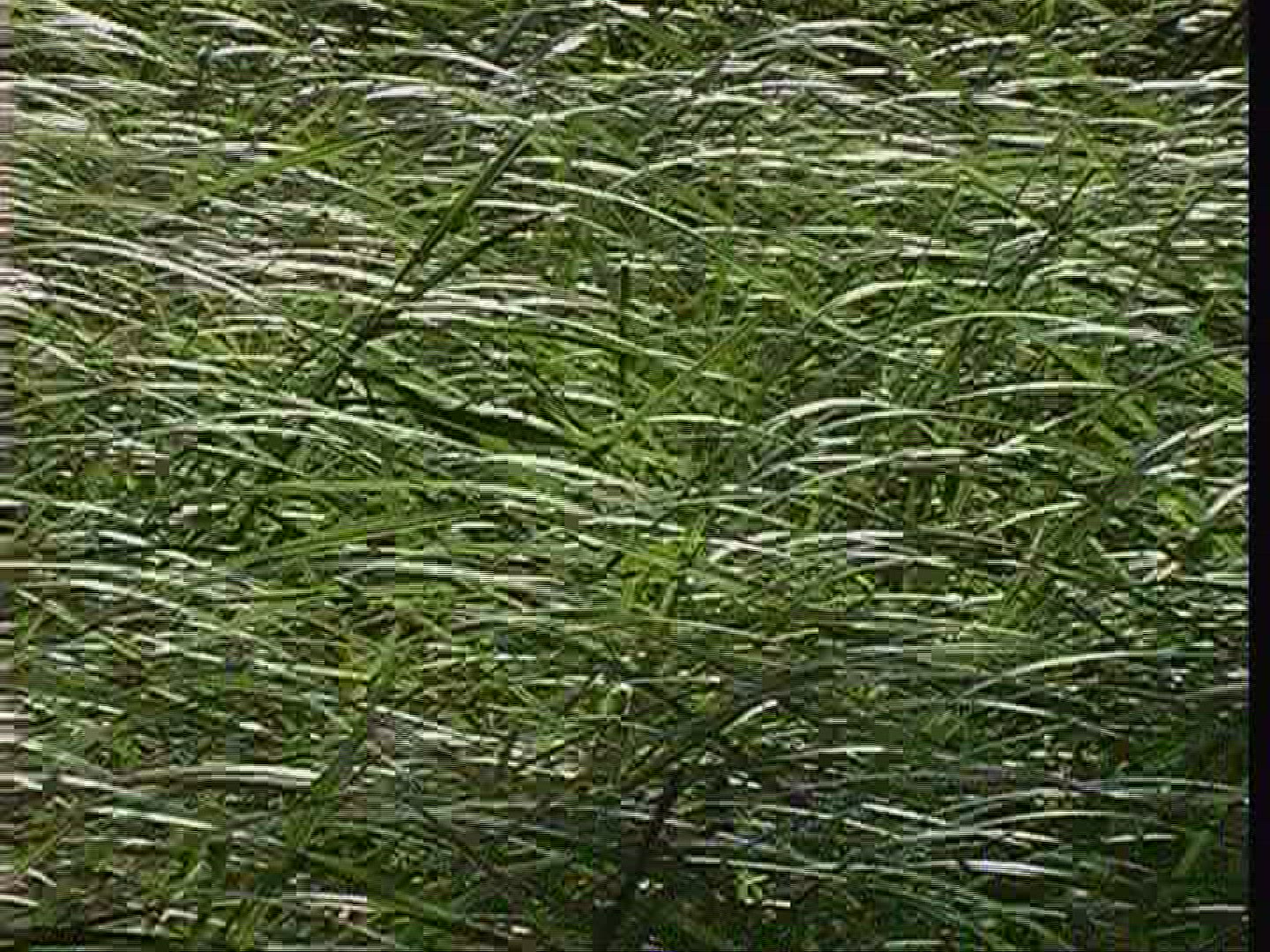 246738878 / Reed / Lowland Forest / Lake Balaton / Hungary