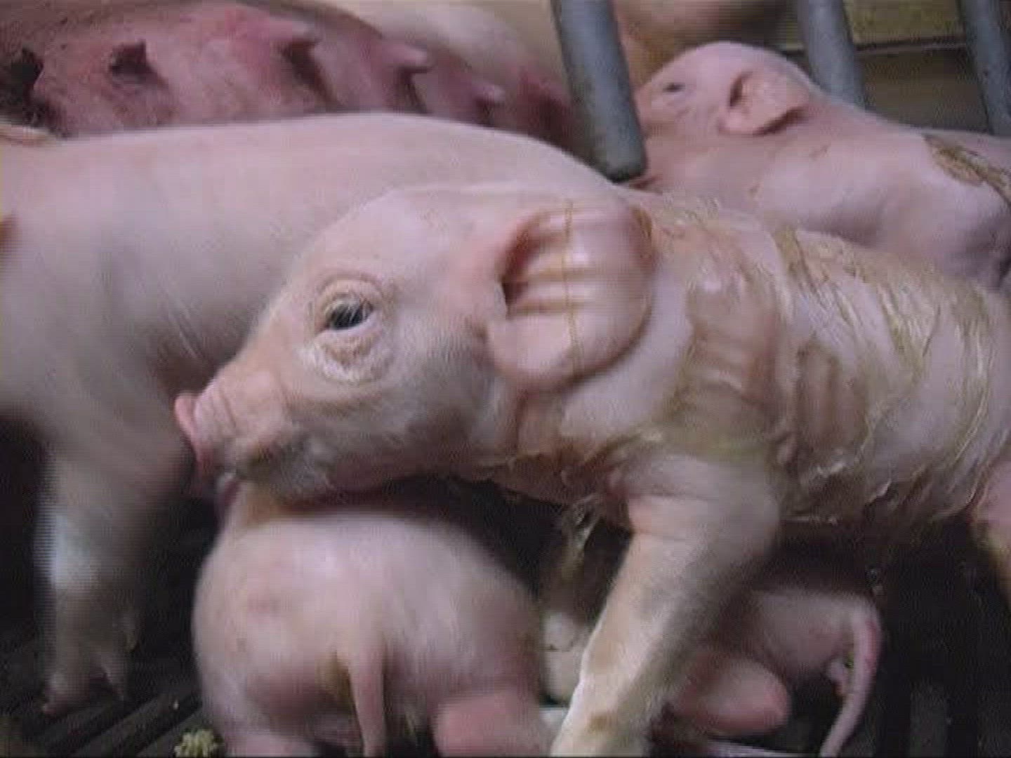 479854919 / Domestic Pig / Piglet / Suckling / Mid Europe