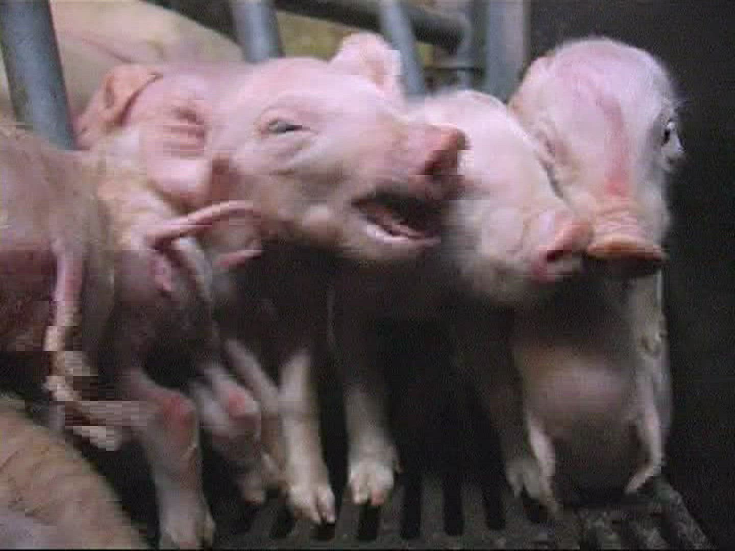 957640323 / Domestic Pig / Piglet / Suckling / Mid Europe
