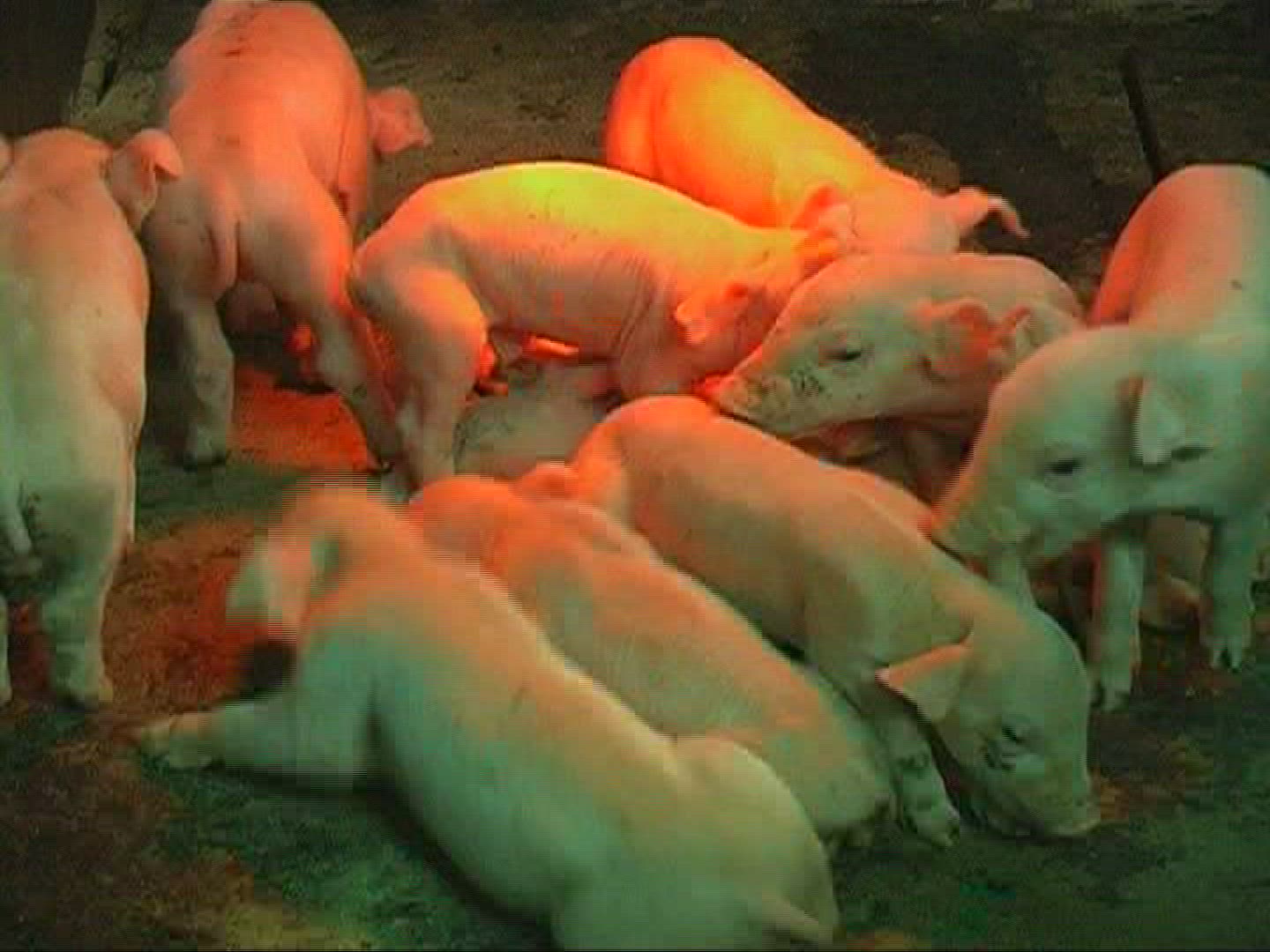 360124740 / Domestic Pig / Piglet / Sleeping / Mid Europe