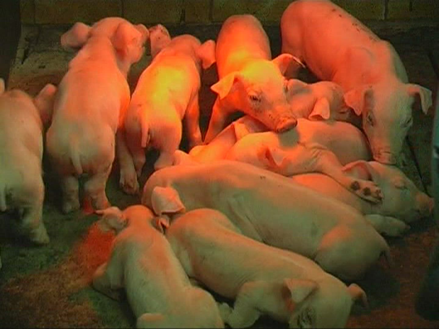 870411797 / Domestic Pig / Piglet / Sleeping / Mid Europe