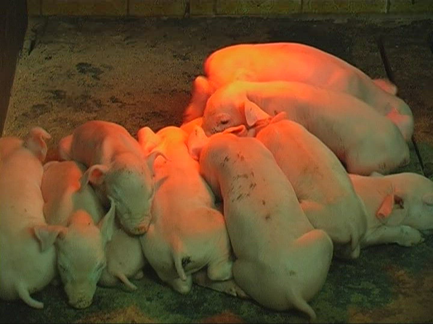 198708955 / Domestic Pig / Piglet / Sleeping / Mid Europe