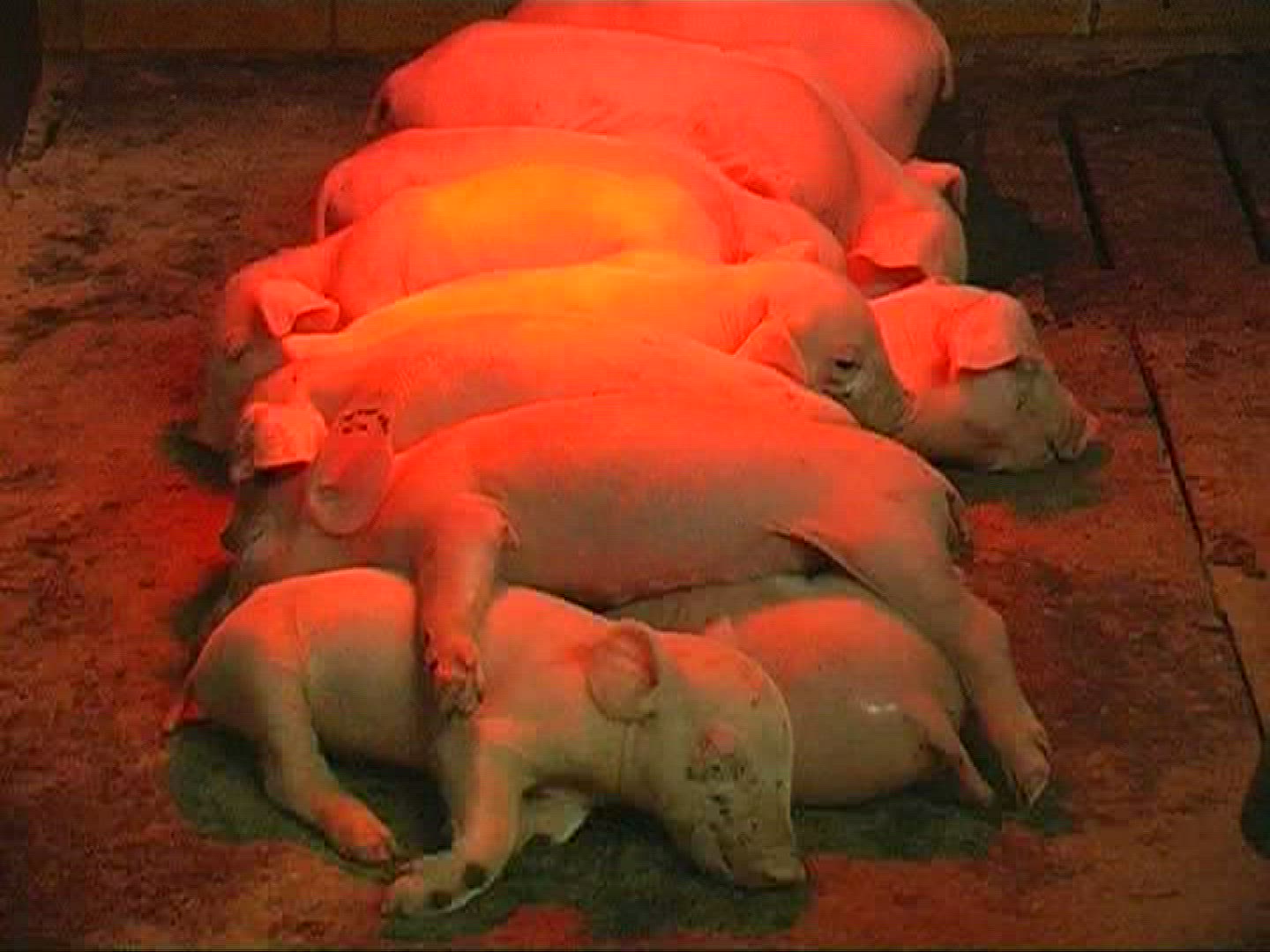 760145397 / Domestic Pig / Piglet / Sleeping / Mid Europe
