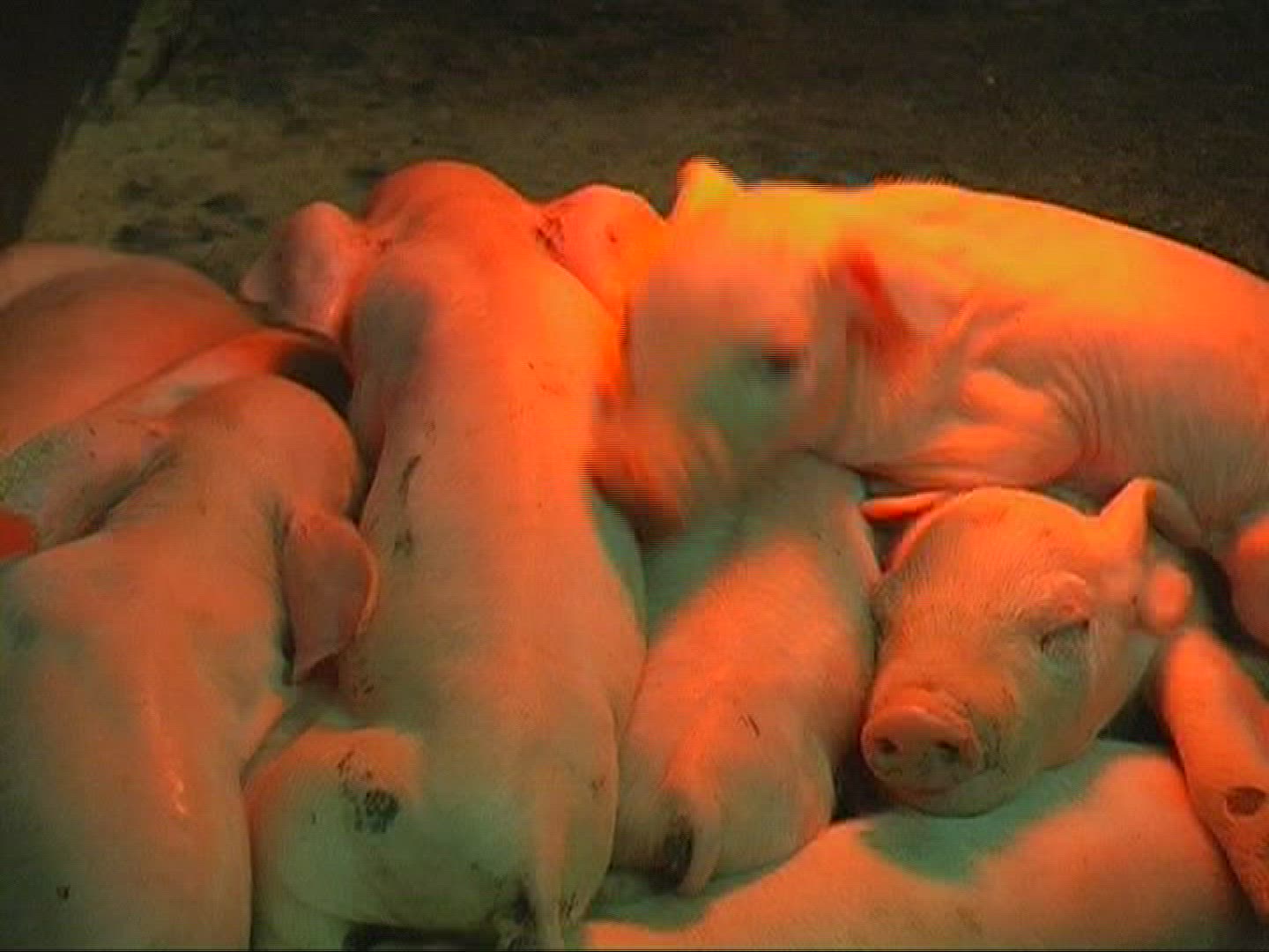 219767772 / Domestic Pig / Piglet / Sleeping / Mid Europe