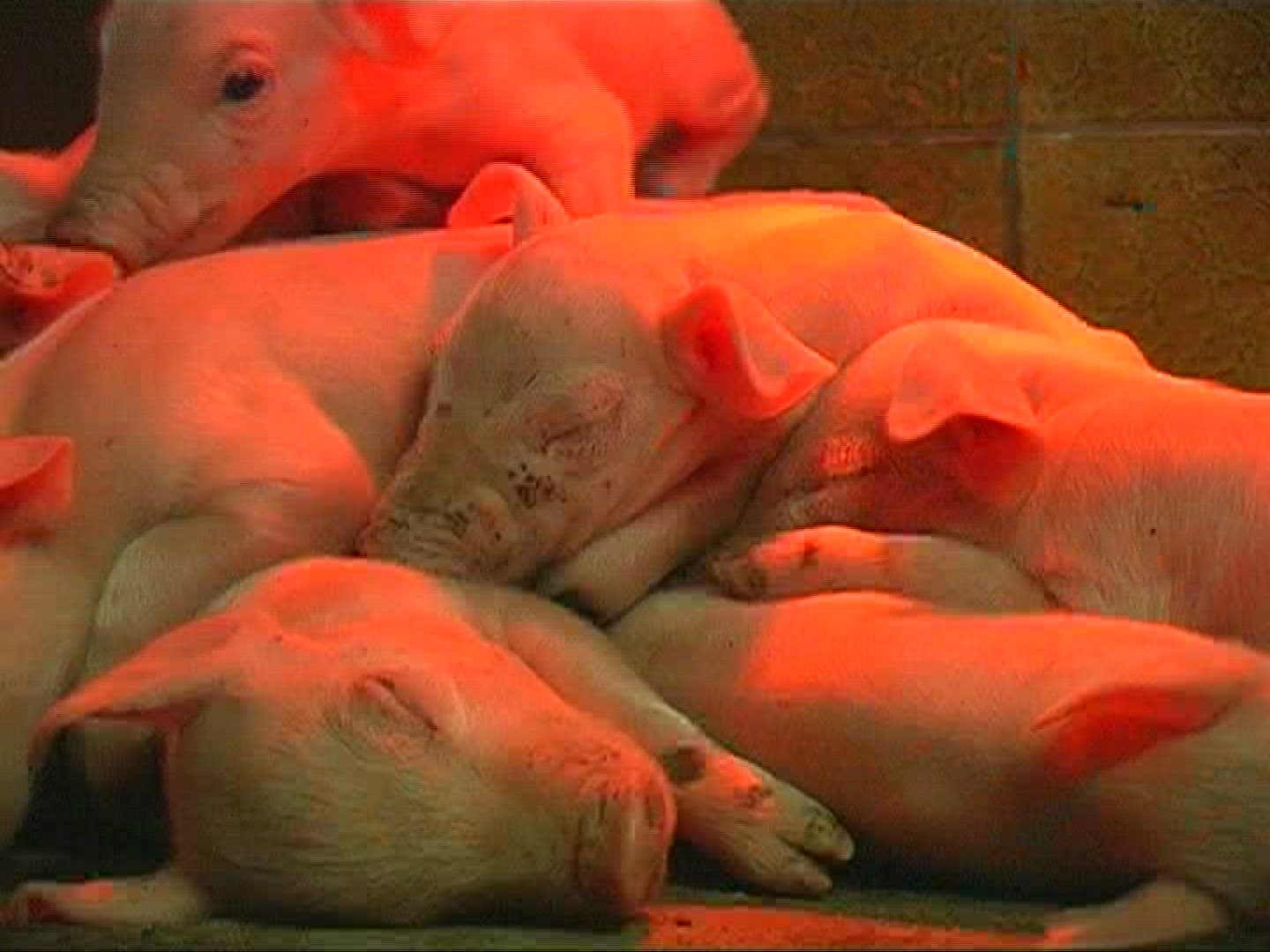 225078049 / Domestic Pig / Piglet / Sleeping / Mid Europe
