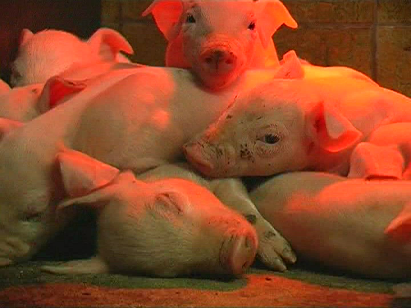 721317526 / Domestic Pig / Piglet / Sleeping / Mid Europe