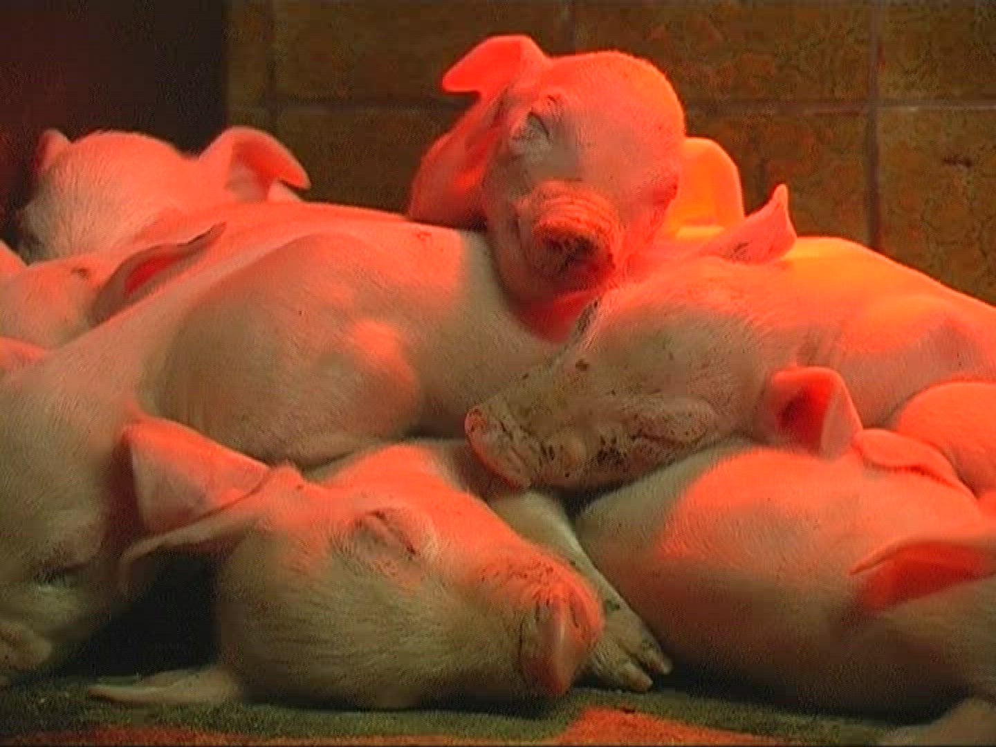 306938667 / Domestic Pig / Piglet / Sleeping / Mid Europe