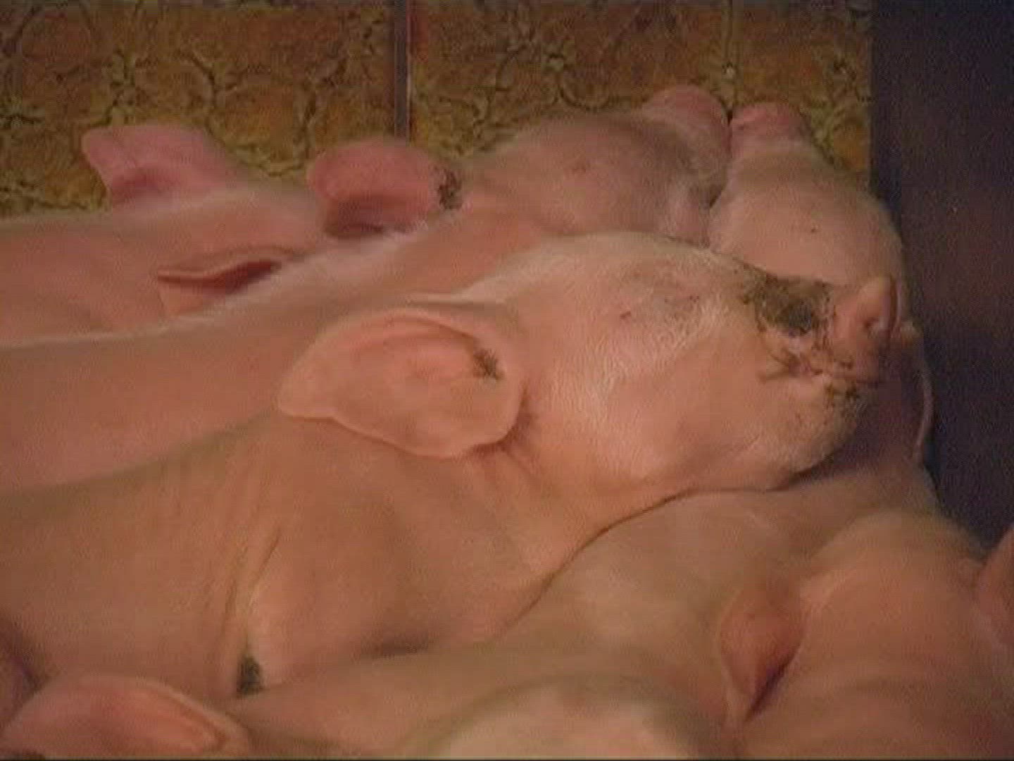 718666186 / Domestic Pig / Piglet / Sleeping / Mid Europe