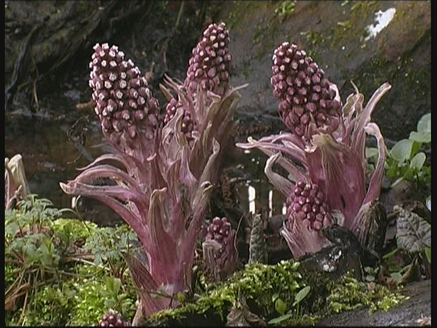 652023711 / Plant / Germany