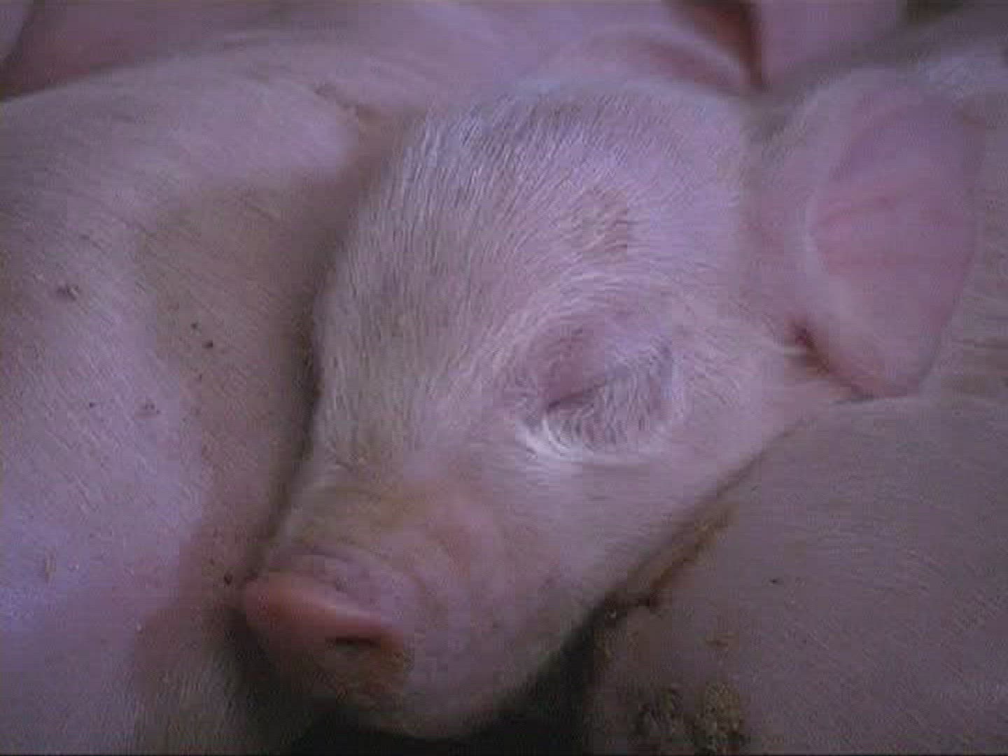 300264578 / Domestic Pig / Piglet / Sleeping / Mid Europe