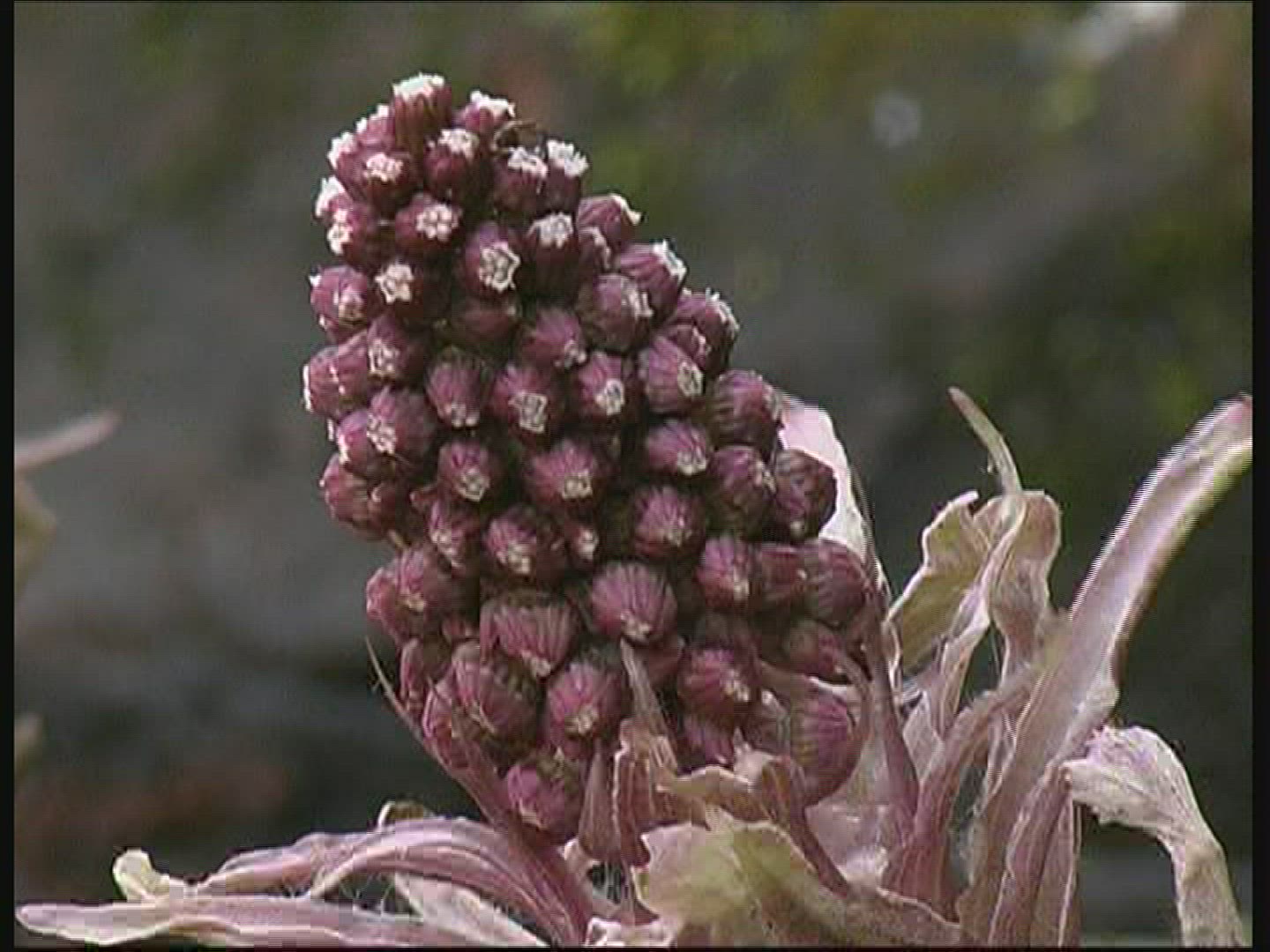 523981640 / Plant / Germany