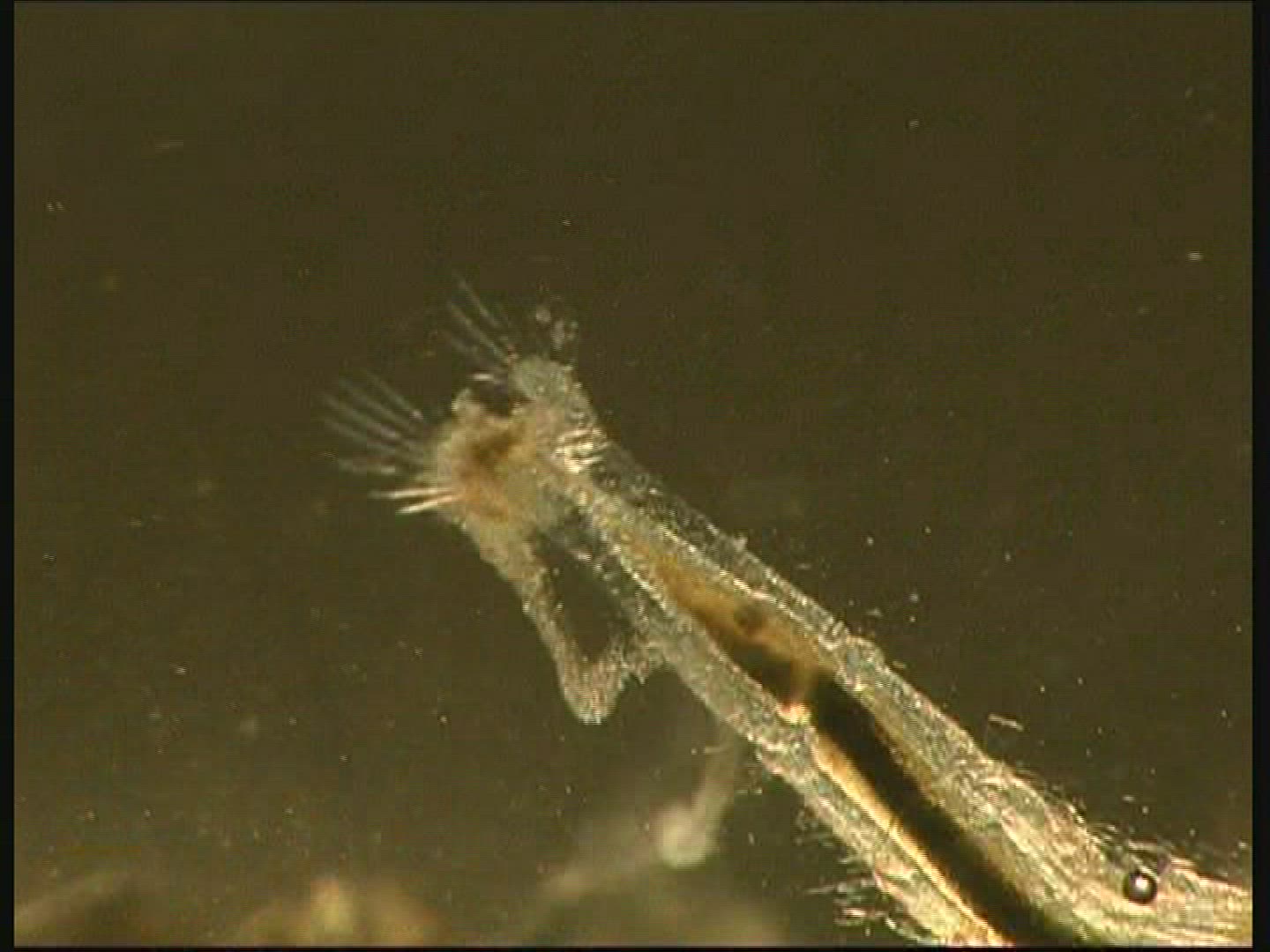 891936888 / Brine Shrimp / Biology / Underwater Shot