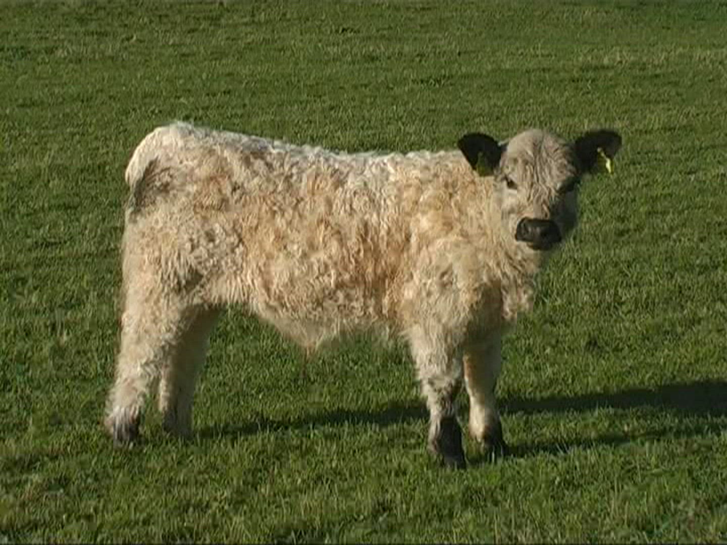 661170079 / Galloway / Cattle / Austria