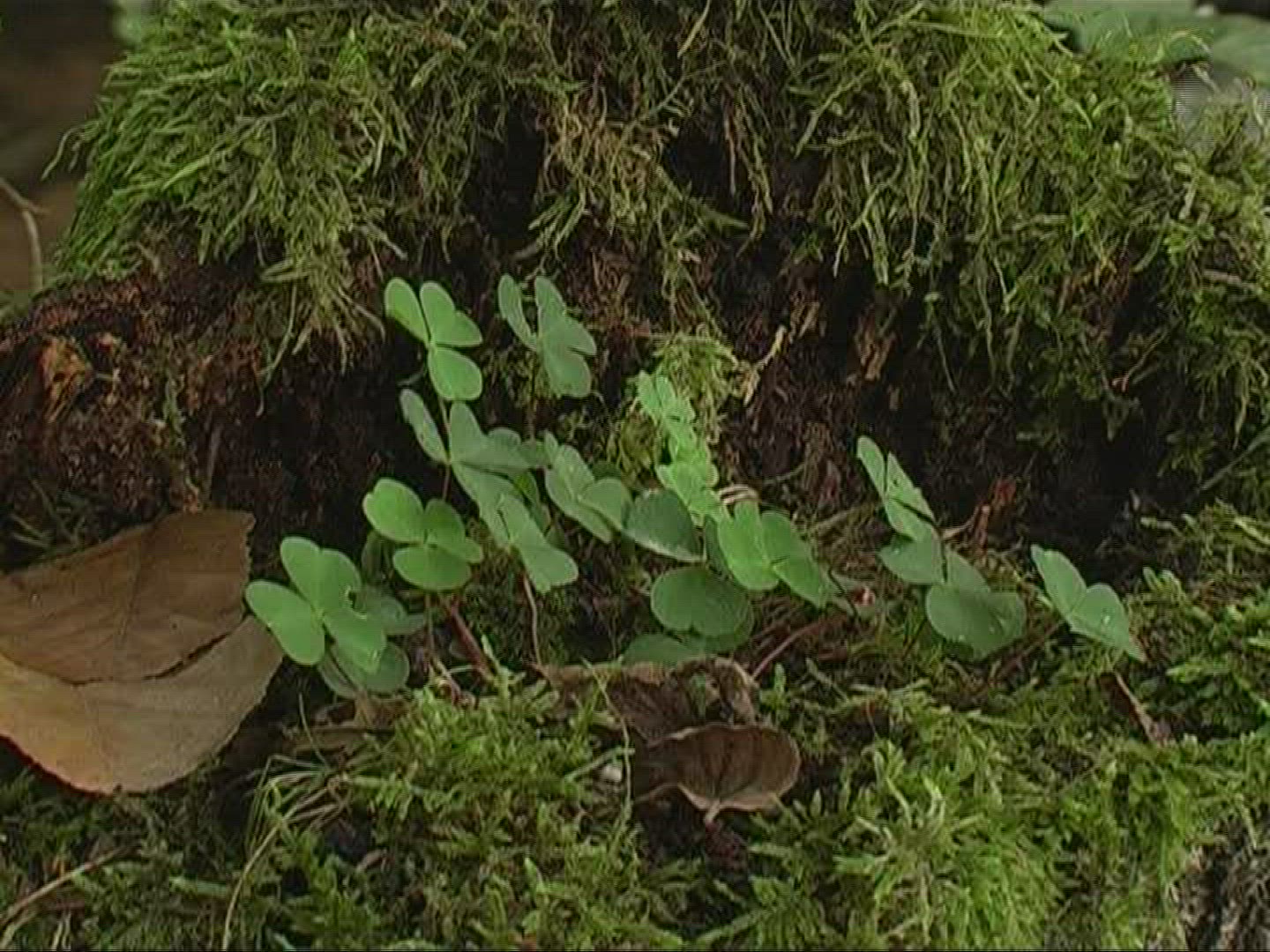 304061304 / Plant / Germany