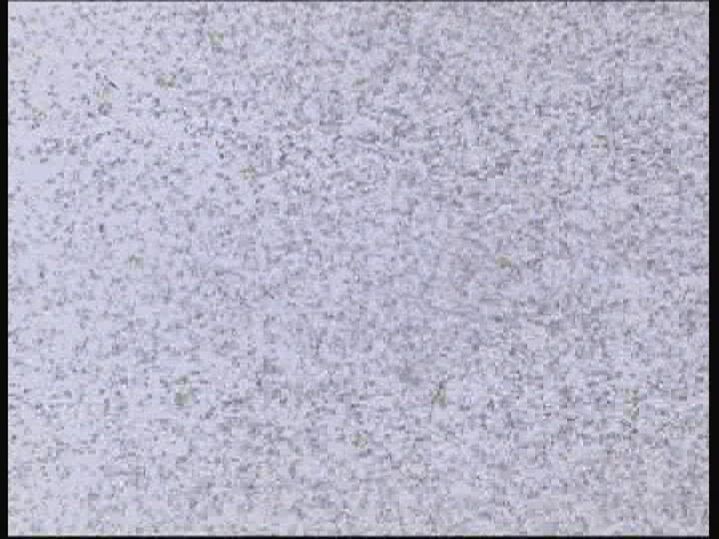 570038477 / Midge / Swarm / Hungary