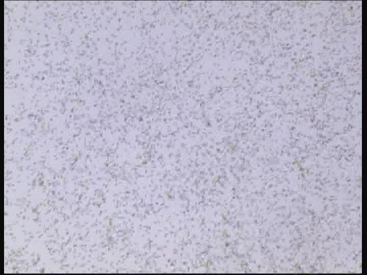 664764861 / Midge / Swarm / Hungary