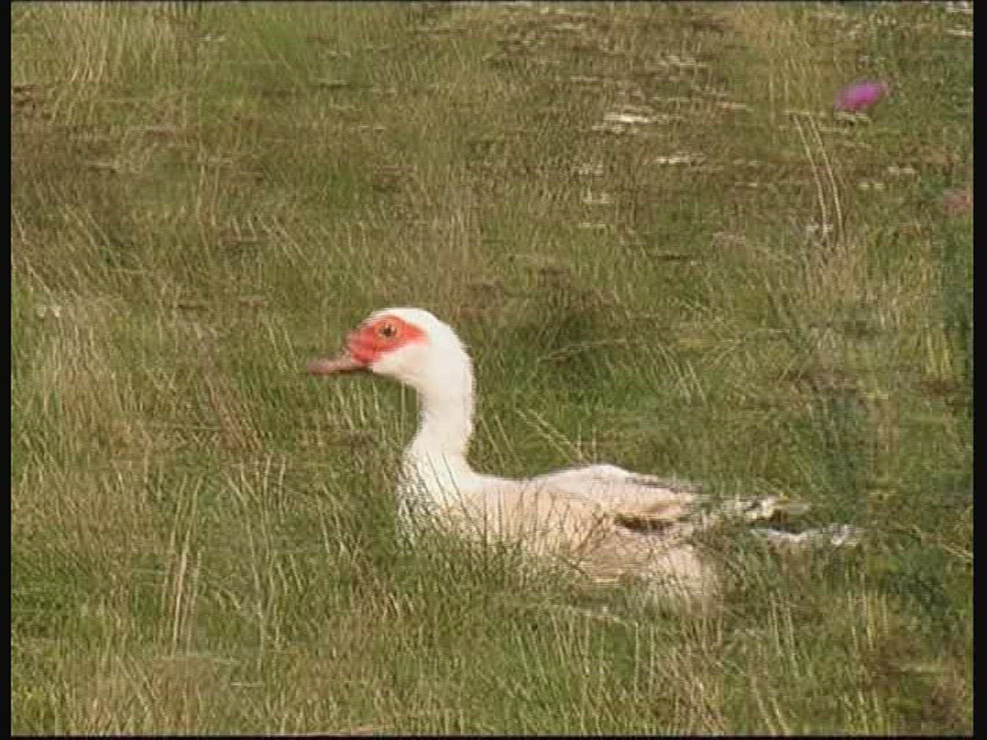 285419874 / Anatidae / Hungary