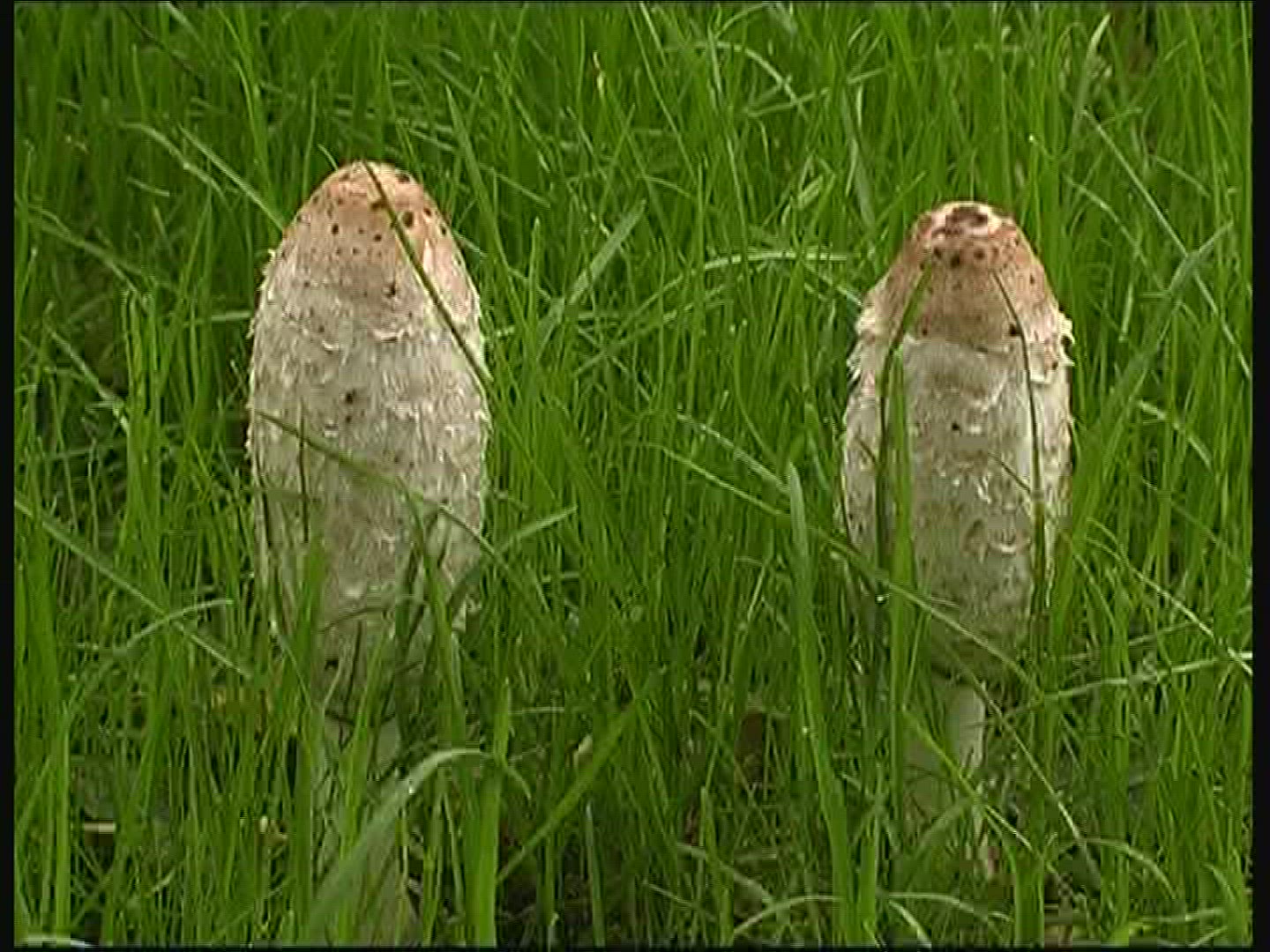303903787 / Shaggy Mane / Mushroom / Hungary